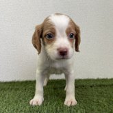 ブリタニースパニエル