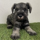 ミニチュアシュナウザー