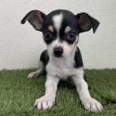 チワワ(スムース)