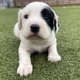 イングリッシュセッター