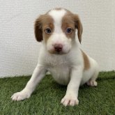 ブリタニースパニエル