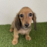ミニチュアダックスフンド(ロング)