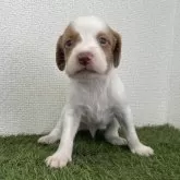 ブリタニースパニエル