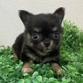 チワワ(ロング)