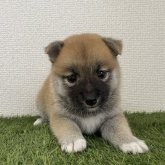柴犬(豆柴)