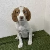 ブリタニースパニエル