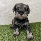 ミニチュアシュナウザー