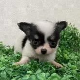 チワワ(ロング)