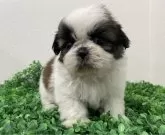 シーズー【広島県・男の子・2024年12月21日・ホワイト&ゴールド】の写真2