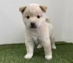 柴犬(標準サイズ)【広島県・男の子・2025年8月4日・白】の写真4