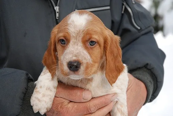 ID:1202-00117の子犬