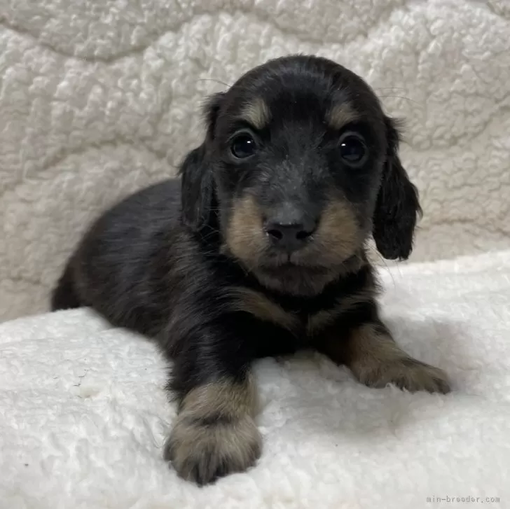 ID：2402-04118の子犬