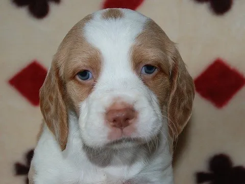 ID：1308-00078の子犬