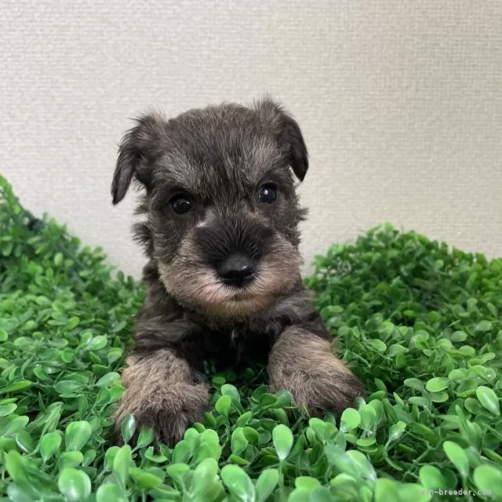 ID：2404-05865の子犬