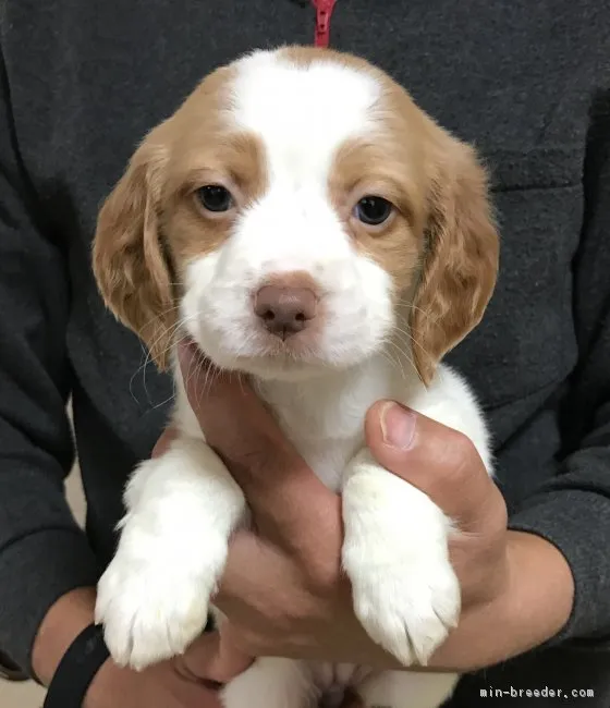 ID:1701-00977の子犬