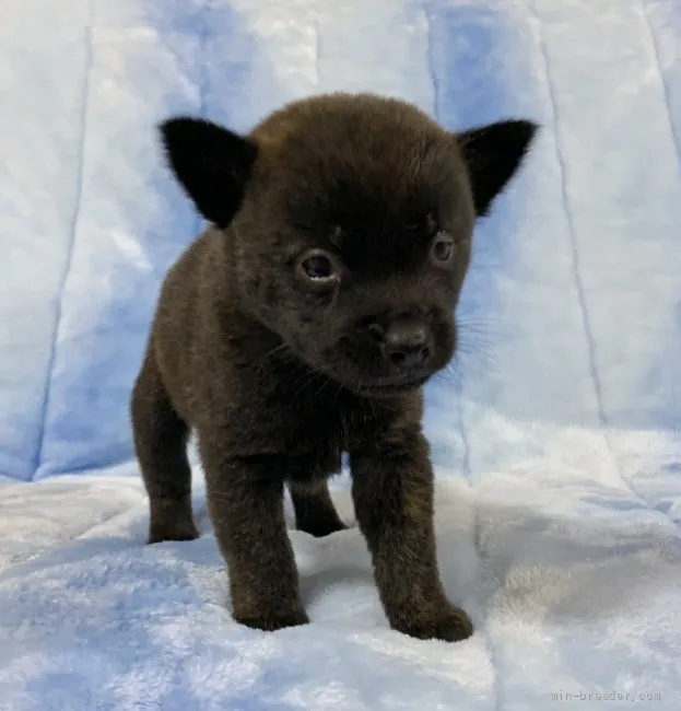 ID：2110-02277の子犬