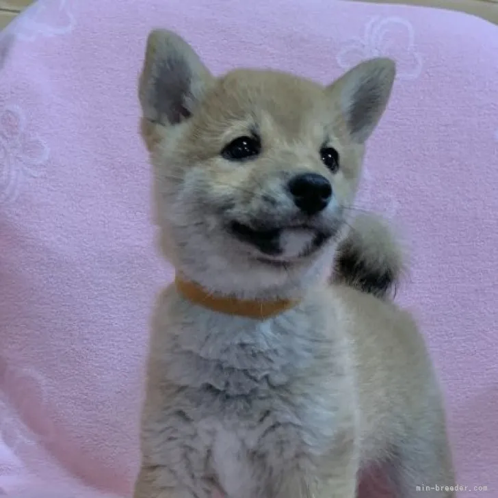 ID:2212-01150の子犬