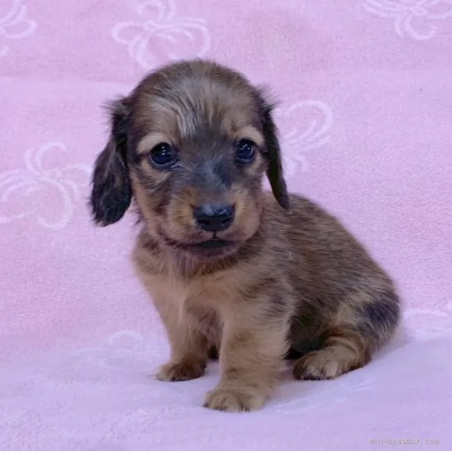 ID：2205-00052の子犬