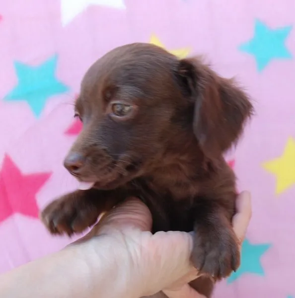 ID：1407-01001の子犬