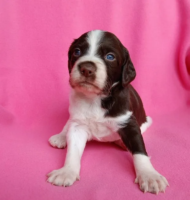 ID:1609-01344の子犬