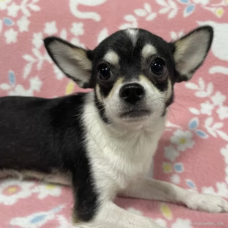 ID：2410-07954の子犬