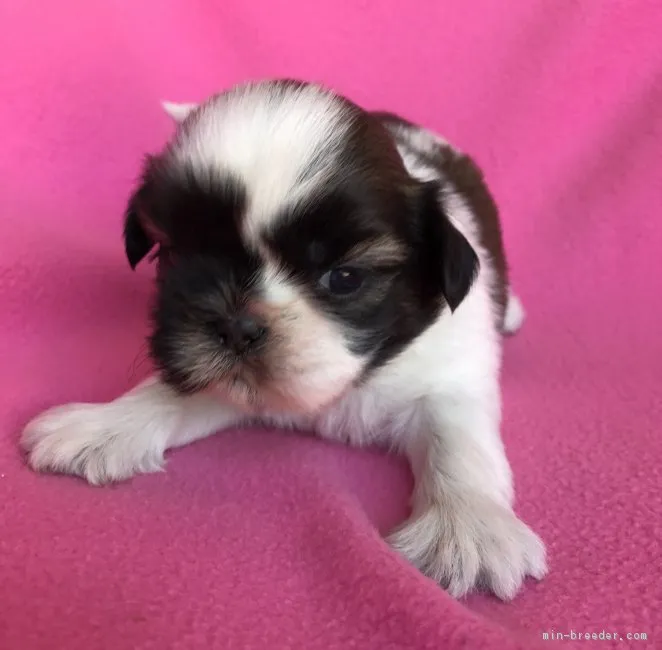 ID：1709-02606の子犬