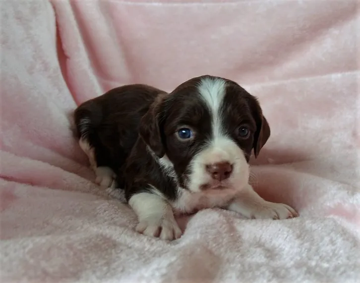 ID:1606-01303の子犬