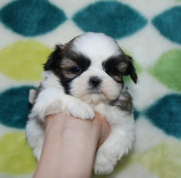 ID：1410-00961の子犬