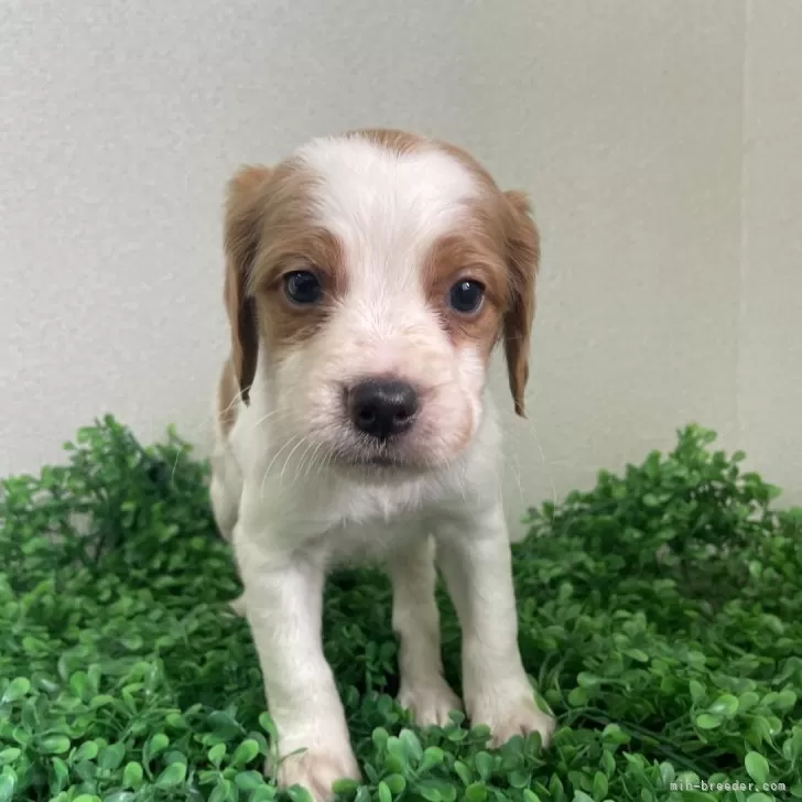 ID：2410-07729の子犬