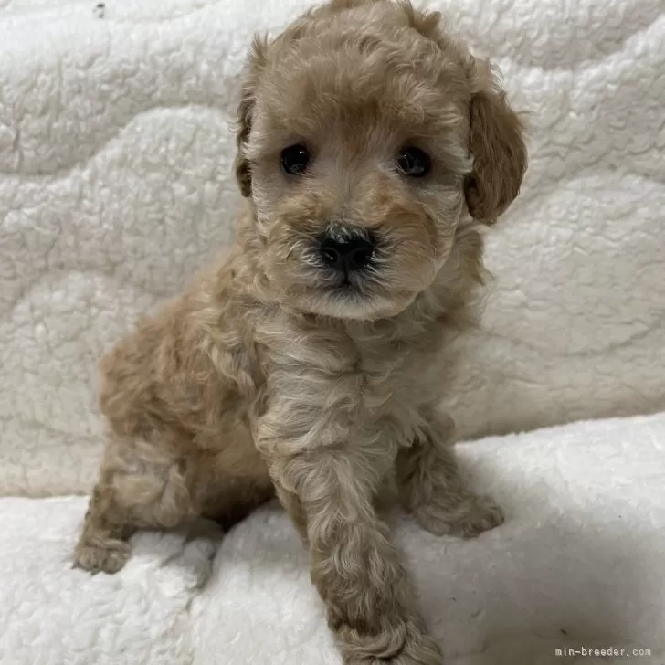 ID:2402-03556の子犬