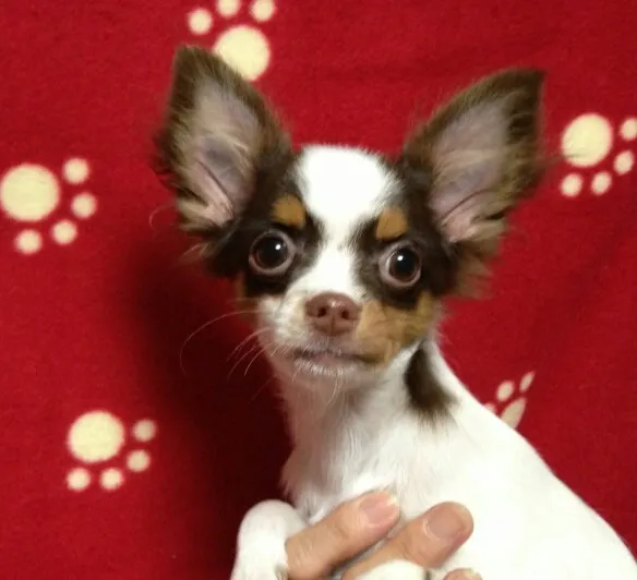 ID：1308-01066の子犬