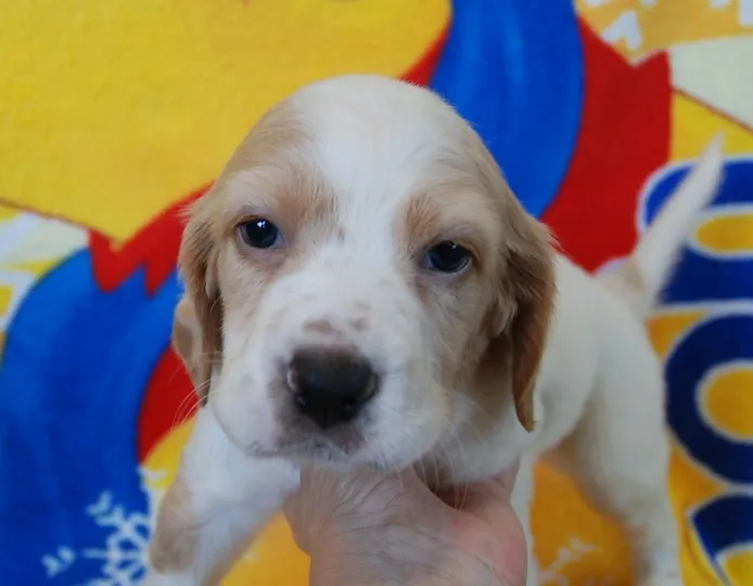 ID：1407-01025の子犬