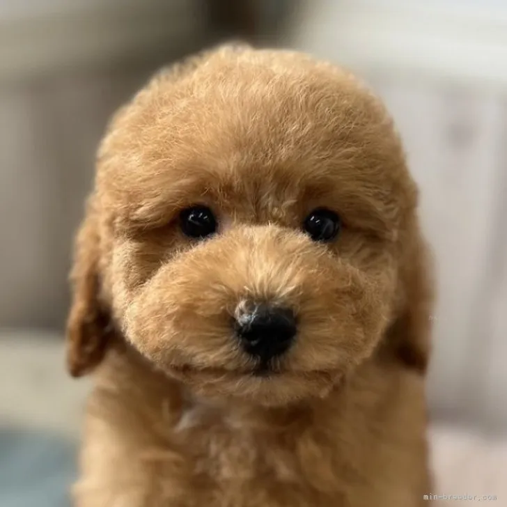 ID:2307-05365の子犬
