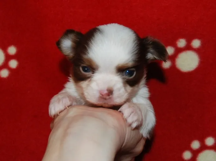 ID：1303-00178の子犬
