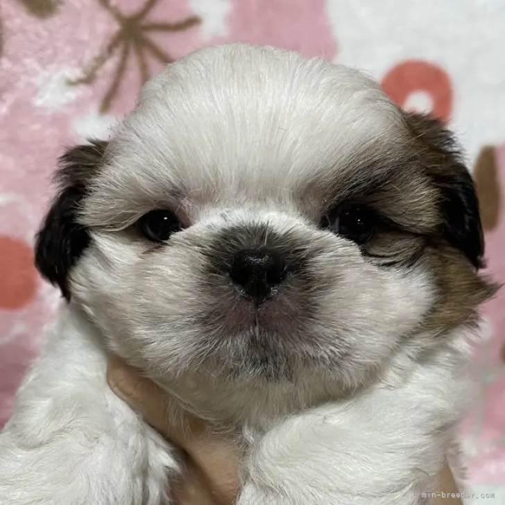 ID:2308-06579の子犬