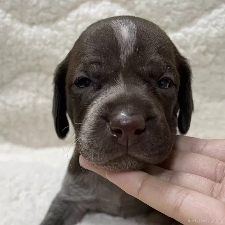 ID:2312-06631の子犬