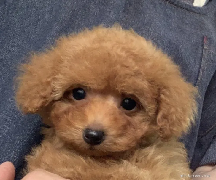 ID：2005-00989の子犬
