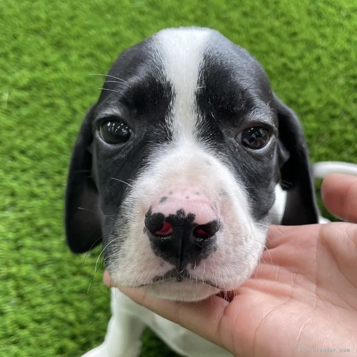 ID：2307-00693の子犬
