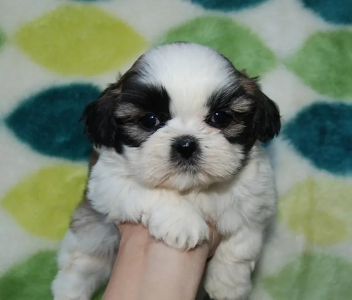 ID：1410-00964の子犬