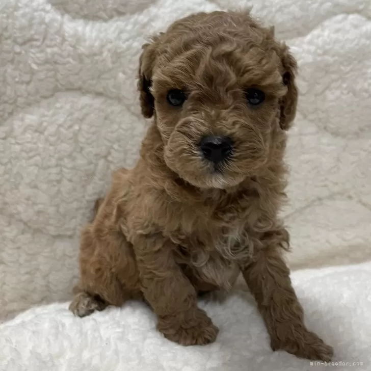 ID：2401-06863の子犬