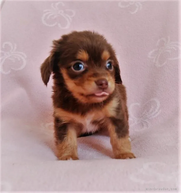 ID：1611-01569の子犬