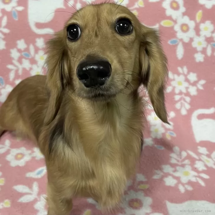 ID：2410-07949の子犬