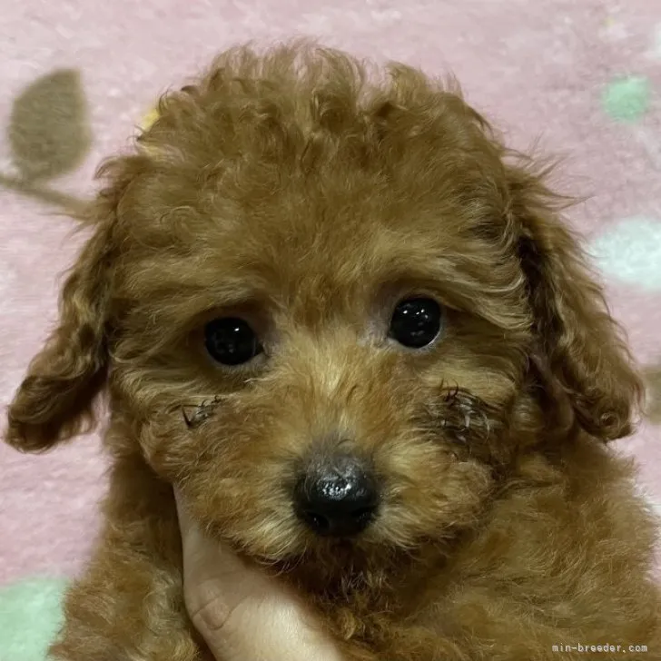 ID：2307-03175の子犬