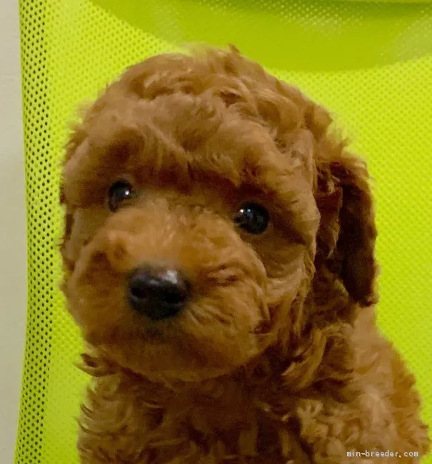 ID：2001-02956の子犬