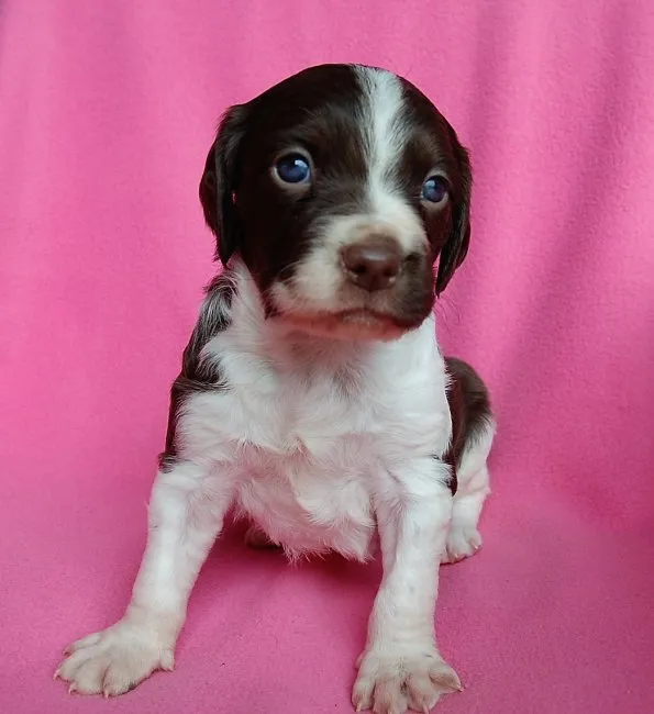 ID:1609-01346の子犬