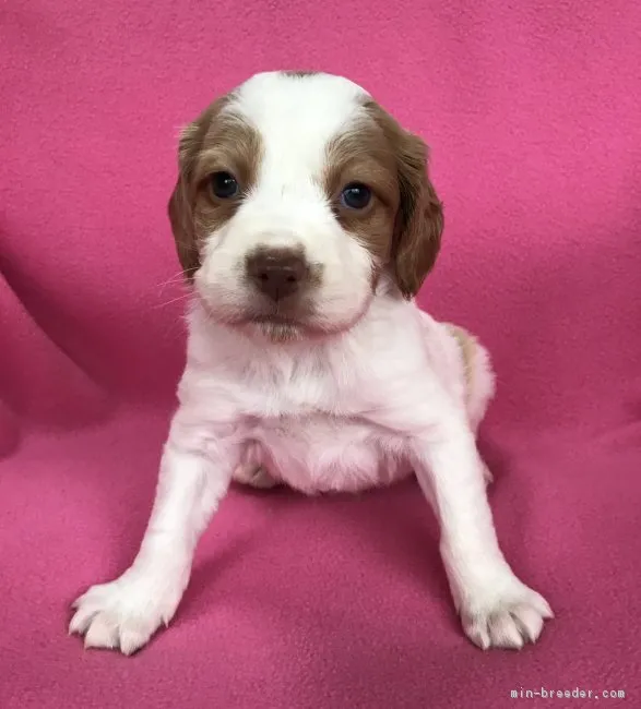 ID：1802-02047の子犬