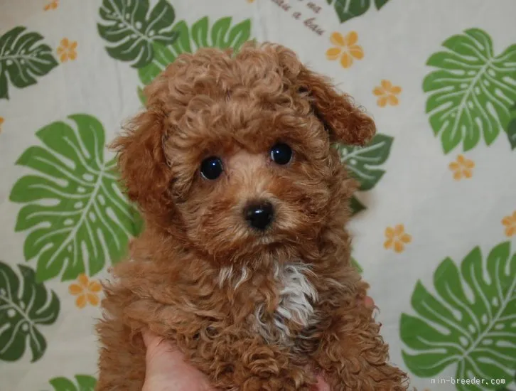 ID：1601-00258の子犬