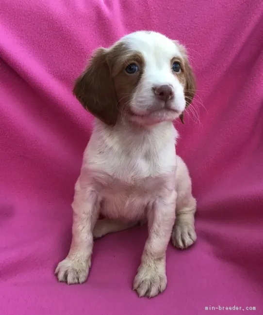 ID：1709-00586の子犬