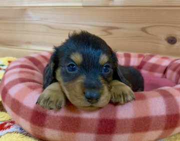 ミニチュアダックスフンド(ロング)【広島県・男の子・2019年12月4日・チョコ&タン】の写真「💖CH直子!カワイイ男の子💖PRA発症なし✨」