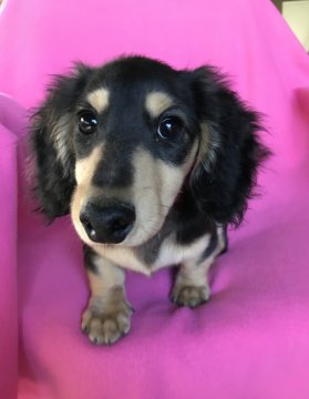 ミニチュアダックスフンド(ロング)【広島県・男の子・2017年6月14日・ブラック&イエロー】の写真「💛CH直子！可愛い仔犬💛」